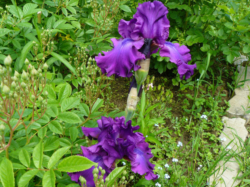 Swing Town - 2017_Moara Vantului