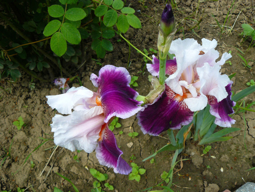 Ringo - 2017_Moara Vantului