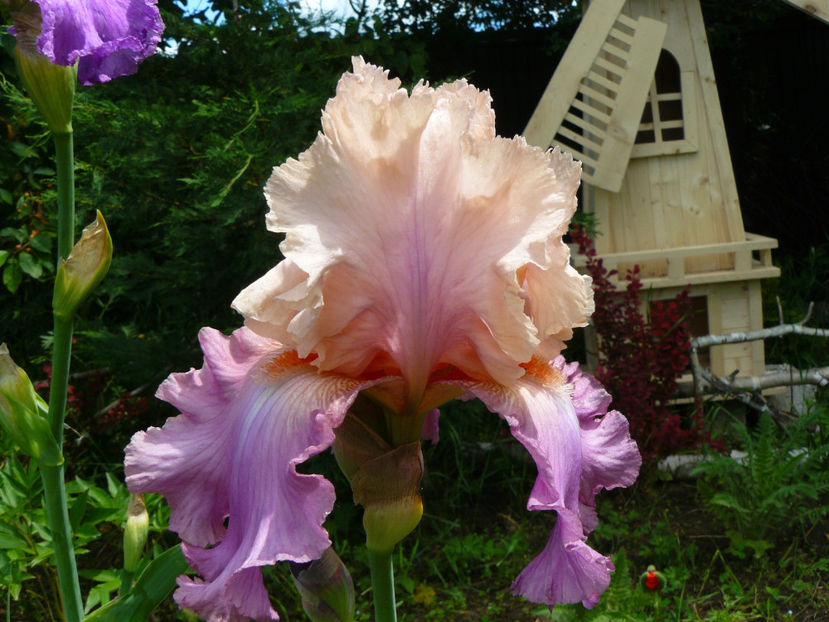 Sweet Musette - 2017_Moara Vantului