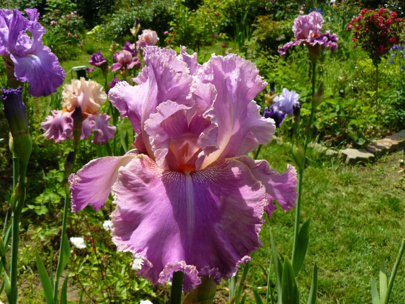 Nu poate fi Drive me Wild ! Dar cine e ? - 2017_Moara Vantului