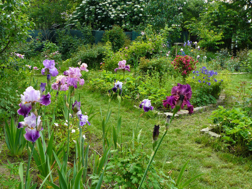 Arabella, Palace Symphonie - 2017_Moara Vantului