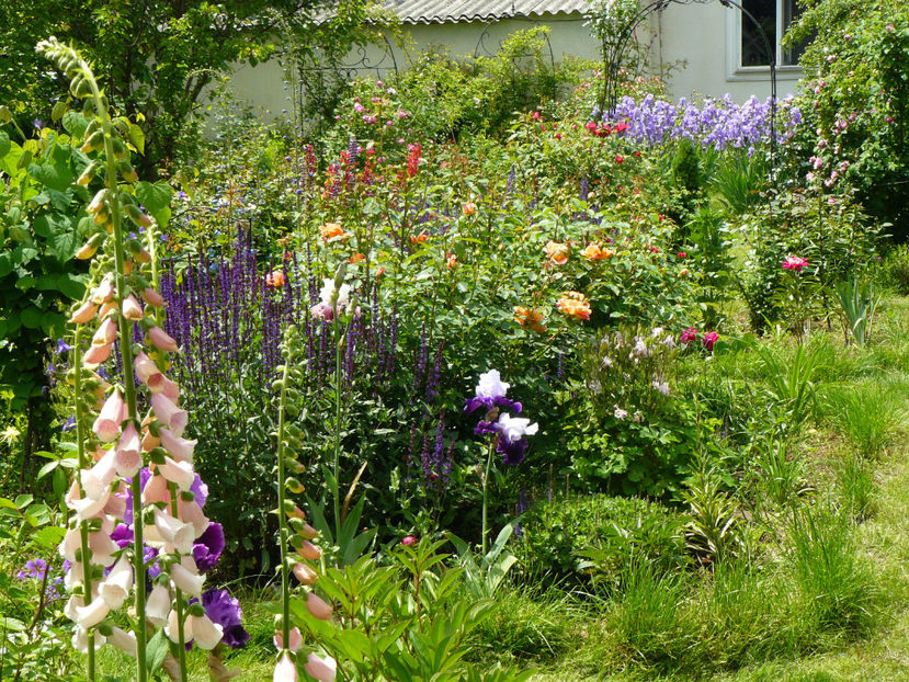 Digitalis somon , Multumesc IoanaH ! - 2017_Moara Vantului