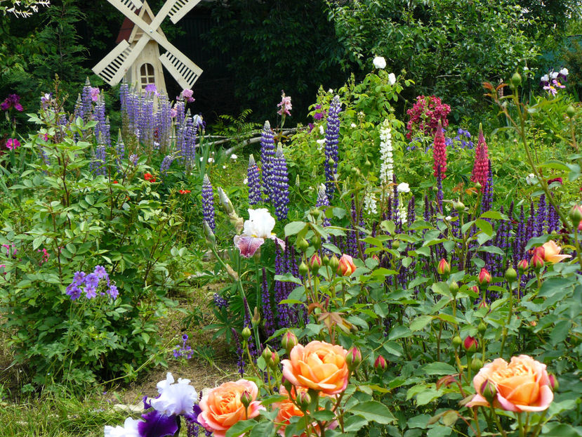 Lady of Shalot - 2017_Moara Vantului