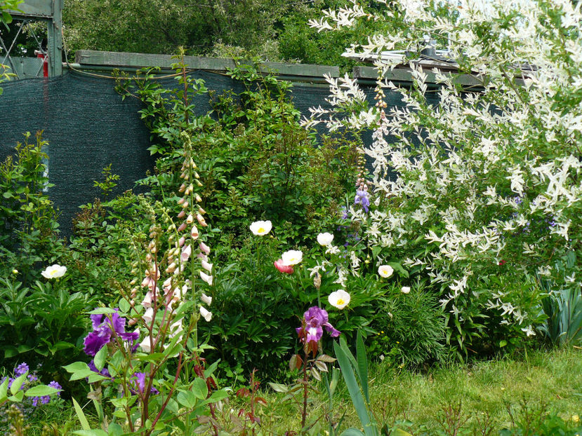 Salcia hashiro nishiki - 2017_Moara Vantului