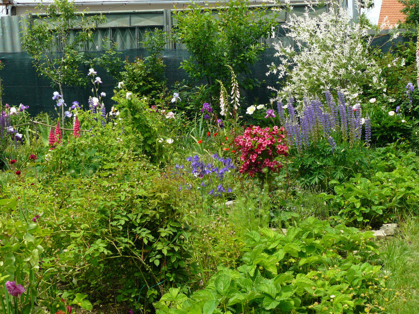 Weigelia Bristol Ruby - 2017_Moara Vantului