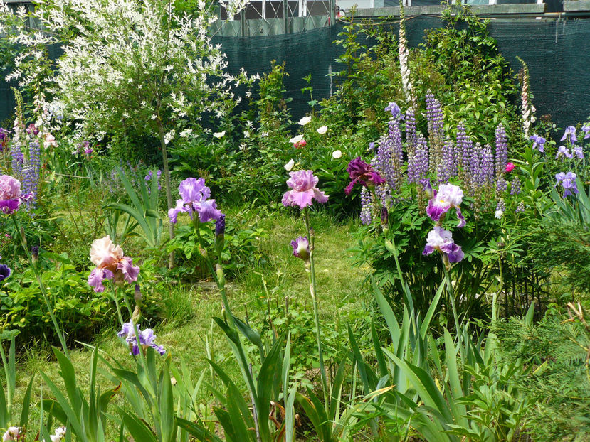 Sweet Musette, Feature atraction, ?, Palace Simphonie, Arabela - 2017_Moara Vantului