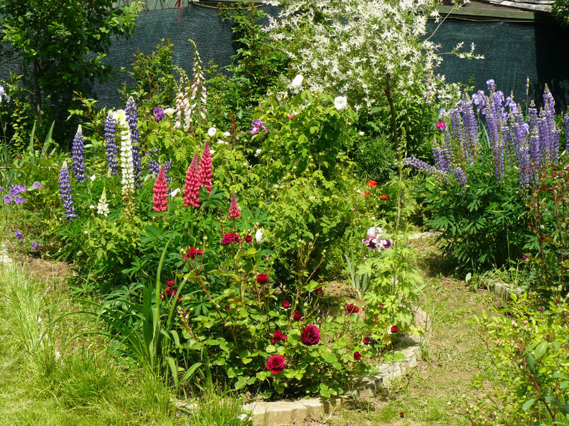 Dimov 6 - 2017_Moara Vantului