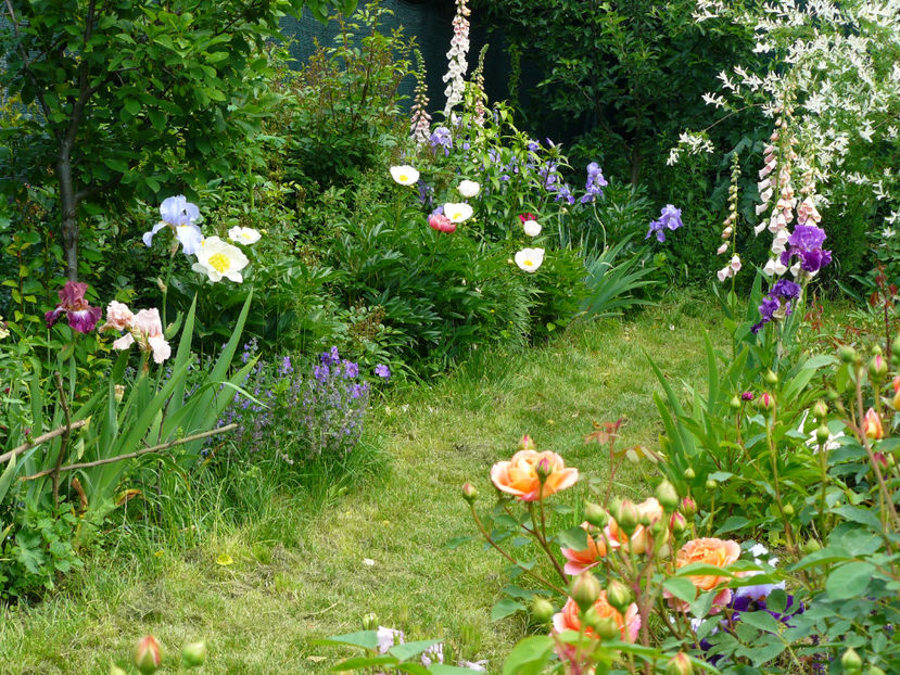 Bujorii au nevoie de soare ! - 2017_Moara Vantului