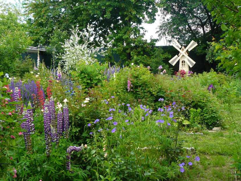 Lupini si Eureka blue - 2017_Moara Vantului