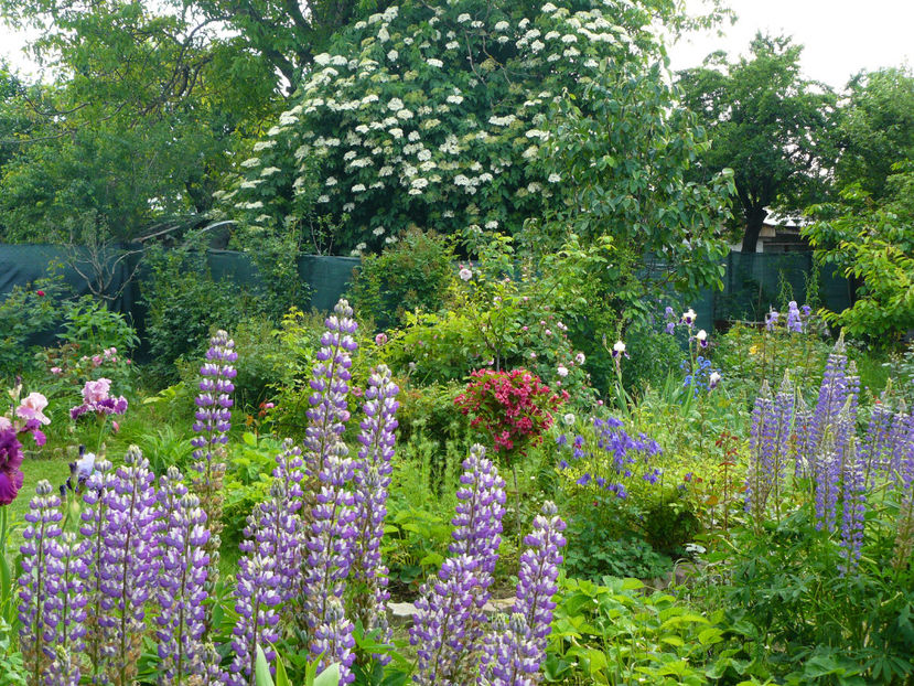 Socul a inflorit - 2017_Moara Vantului