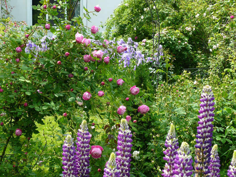 La Reine Victoria - 2017_Moara Vantului