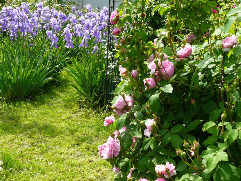 Sidonie si Irisi Florentini - 2017_Moara Vantului