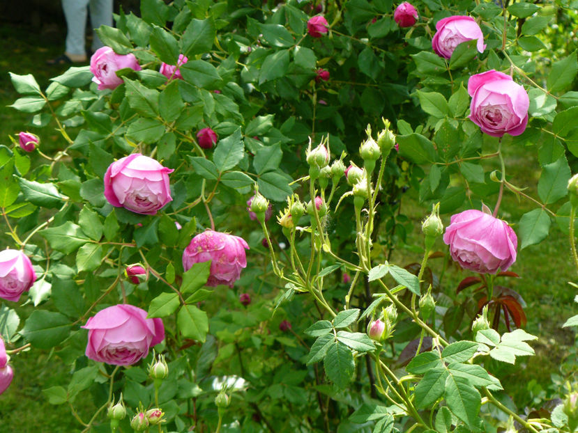 La Reine Victoria - 2017_Moara Vantului