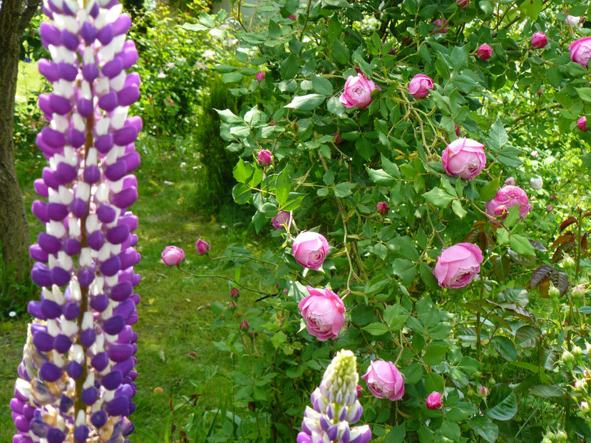 La Reine Victoria - 2017_Moara Vantului