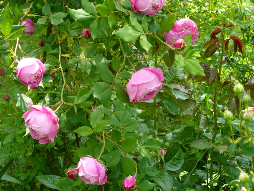 La Reine Victoria - 2017_Moara Vantului