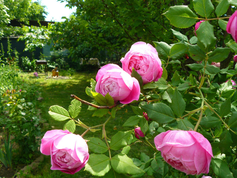 La Reine Victoria - 2017_Moara Vantului