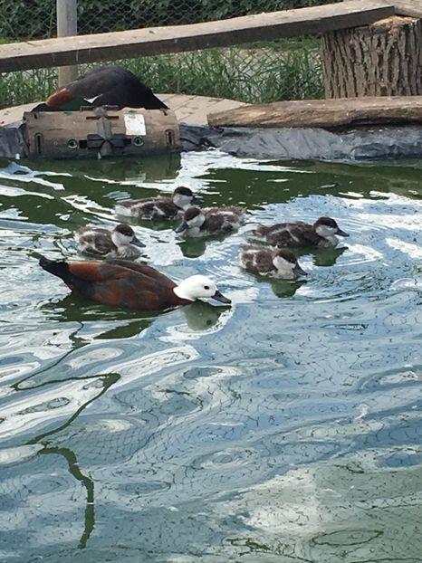 Sintem 5 frati inelati si zburam - Califari Paradis