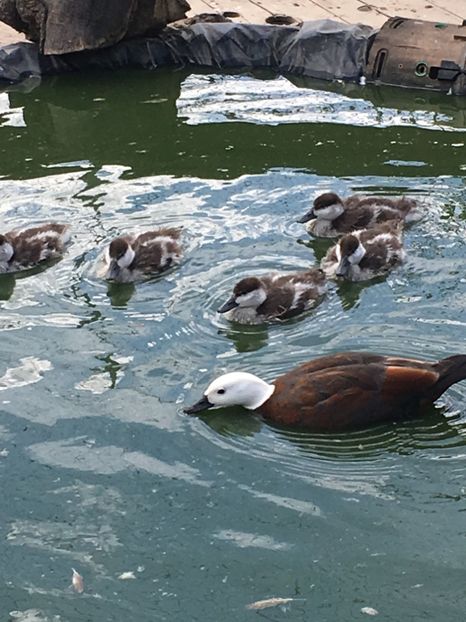 Califari Paradis - Tineret 2017