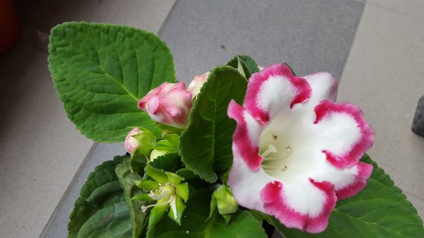  - Gloxinia