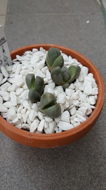  - Pleiospilos nelii N