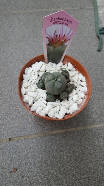  - Lophophora williamsii