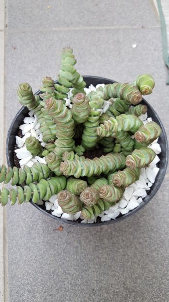  - Crassula rupestris subsp marnieriana hottentot N