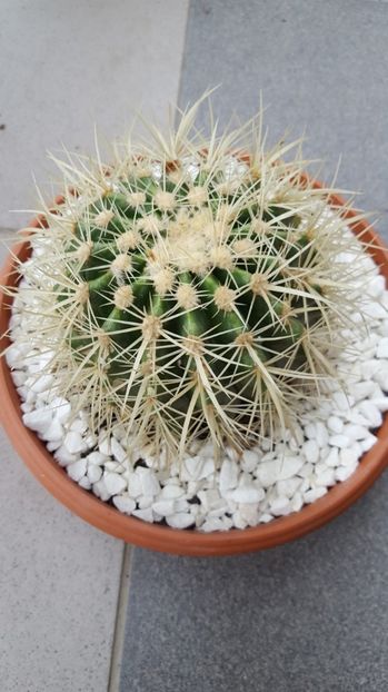  - Echinocactus grusonii N