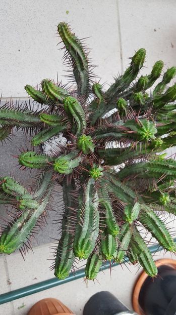  - Euphorbia enopla