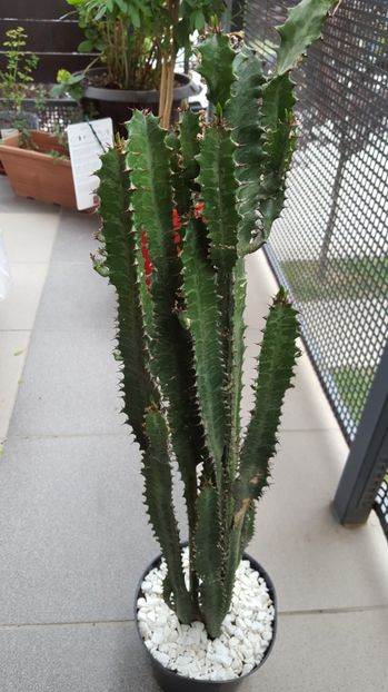  - Euphorbia Trigona N