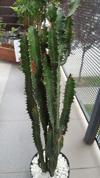  - Euphorbia Trigona N
