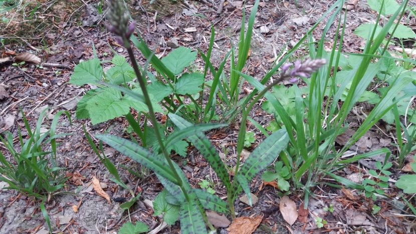 Cea roz are frunza  pătată cu negru - Ordidee din flora spontana Romania