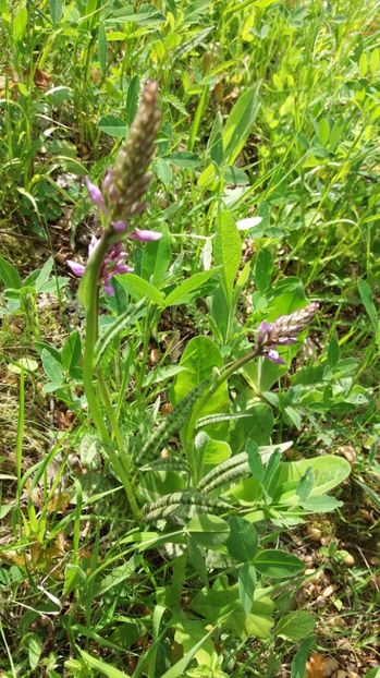  - Ordidee din flora spontana Romania