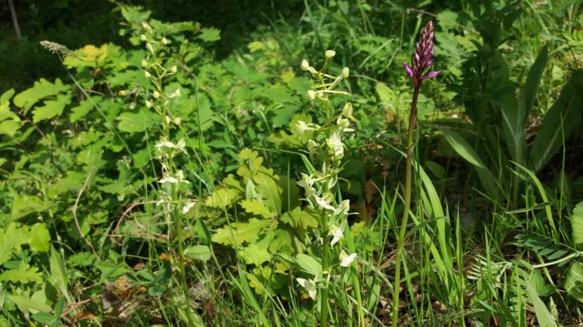  - Ordidee din flora spontana Romania