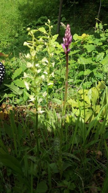  - Ordidee din flora spontana Romania