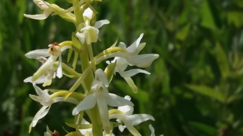 Parfumata - Ordidee din flora spontana Romania