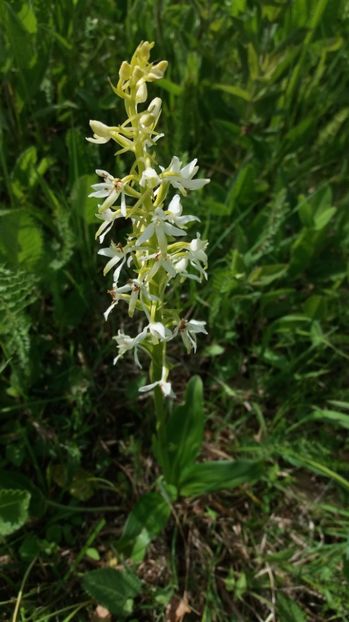  - Ordidee din flora spontana Romania