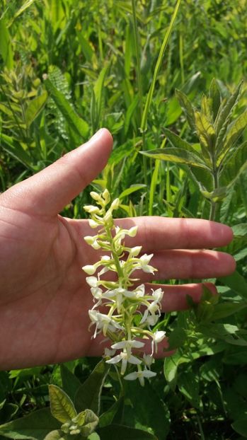  - Ordidee din flora spontana Romania