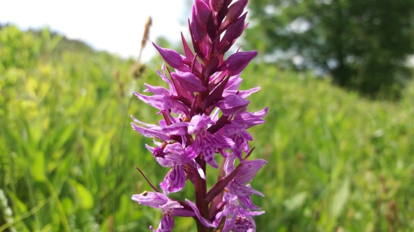  - Ordidee din flora spontana Romania