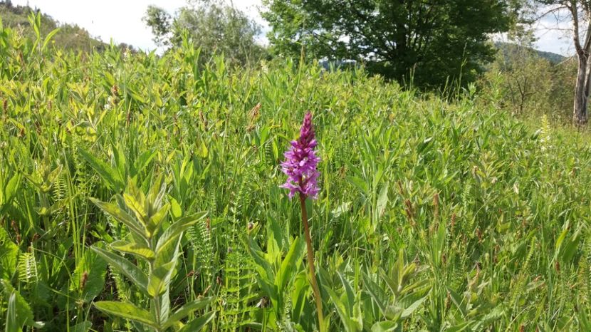  - Ordidee din flora spontana Romania