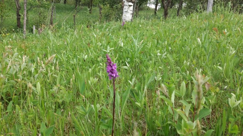  - Ordidee din flora spontana Romania