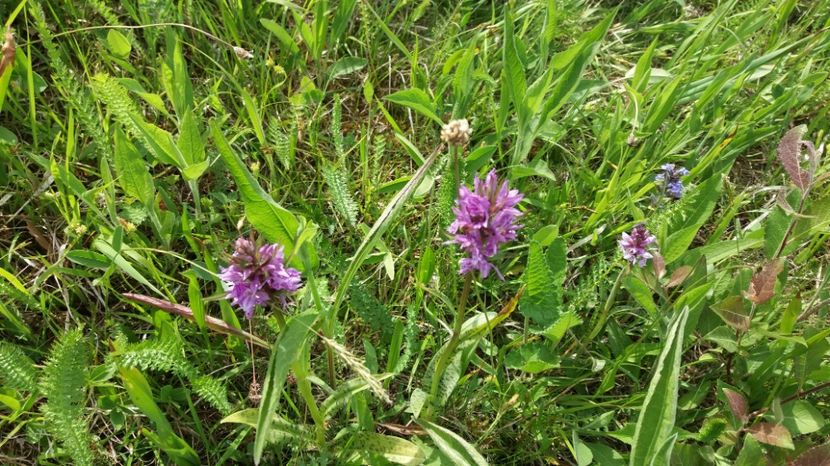  - Ordidee din flora spontana Romania