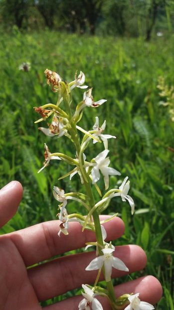  - Ordidee din flora spontana Romania