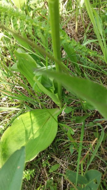  - Ordidee din flora spontana Romania