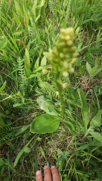  - Ordidee din flora spontana Romania