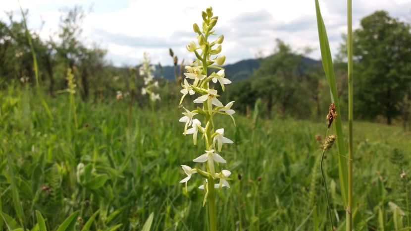  - Ordidee din flora spontana Romania