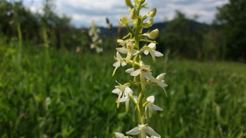  - Ordidee din flora spontana Romania
