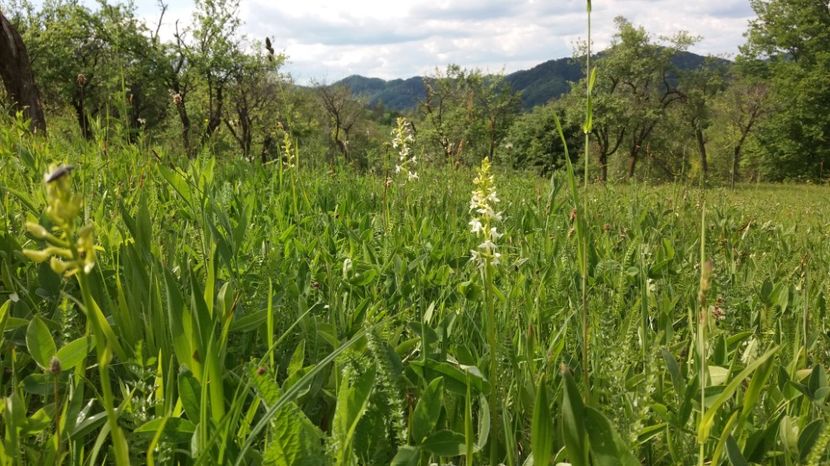  - Ordidee din flora spontana Romania