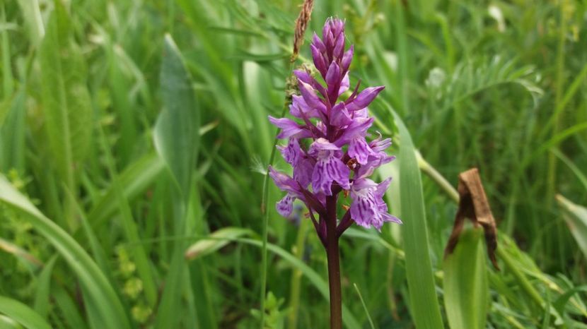  - Ordidee din flora spontana Romania
