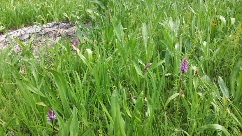  - Ordidee din flora spontana Romania