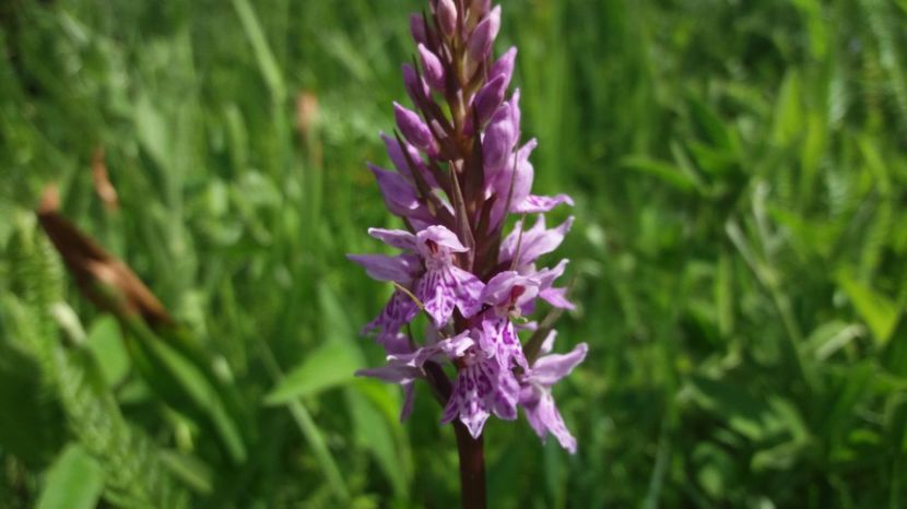  - Ordidee din flora spontana Romania